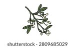 Hand drawn green mistletoe branch with white berries and black outlines. Cozy winter doodle sketch for whimsical holiday invitations. Vector graphic for seasonal festive print and branding.
