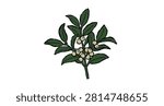Hand drawn green mistletoe branch with white berries. Cozy winter doodle sketch for whimsical holiday invitations. Vector graphic element for festive seasonal print.