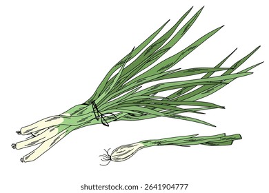 Hand Drawn Green Onion Illustration Vector Scallion Bunch and Single Spring Onion Isolated