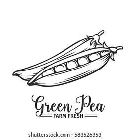 Hand drawn green pea icon. Vector badge vegetable in the old ink style for brochures, banner, restaurant menu and market