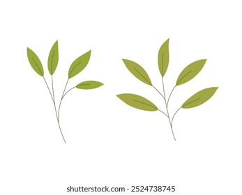 Hand drawn green plant stem with leaves. Nature element