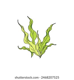 Hand drawn green seaweed algae graphic illustration. Natural drawing