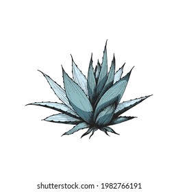 Hand drawn green succulent Agave plant with rosettes of narrow spiny leaves, engraving style colored vector illustration isolated on white background.