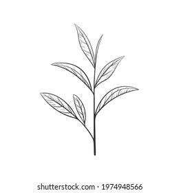 Hand drawn green tea leaf silhouette. Sketch Organic food and drink. Vector illustration, isolated black elements on a white background. For printing and design
