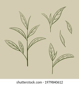Silhouette de hojas de té verde dibujada a mano. Esbozar comida y bebida orgánica. Ilustración vectorial, elementos de color aislados en un fondo artesanal. Para impresión y diseño