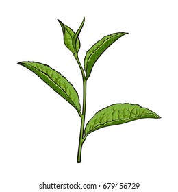 Hand drawn green tea leaf, side view sketch style vector illustration isolated on white background. Realistic hand drawing of green tea leaves, side view sketch style illustration, decoration element