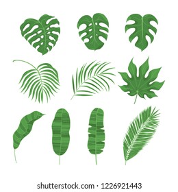 Hand drawn green tropical rainforest leaves. Aralia, monstera, banana, coconut leaf botanical icons. Vector isolated illustration.