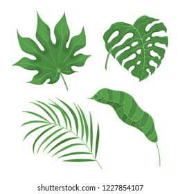 Hand drawn green tropical rainforest leaves. Aralia, monstera, banana, palm leaf botanical icons. Vector isolated illustration.