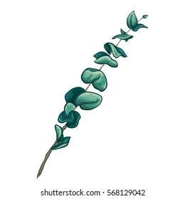 Hand drawn green turquoise eucalyptus branches with round leaves isolated on white. Botanical elements. Beautiful floral design elements. 