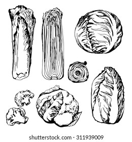 Hand drawn green vegetables: cauliflower, cabbage,  lettuce