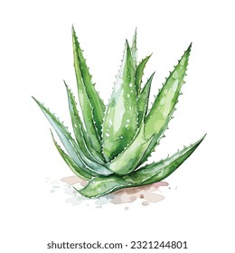 hand drawn green watercolor aloe vera illustration, aloe vera vector, green aloe vera vector iluustration isolated on white background
