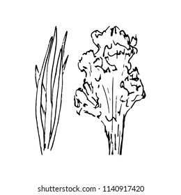 Hand Drawn greenery doodle. Sketch style icon. Decoration element. Isolated on white background. Flat design. Vector illustration.