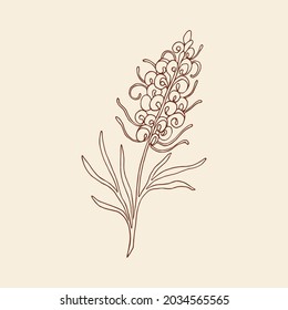 Hand drawn grevillea flower illustration svg