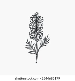 Dibujado a mano grevillea ilustración de la flor. Planta nativa australiana