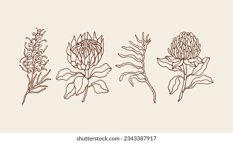 Hand drawn grevillea, protea, kangaroo paw, waratah