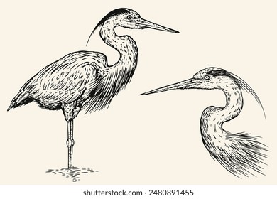 Hand drawn grey heron bird in sketch style. Monochrome vector illustration isolated on white background.