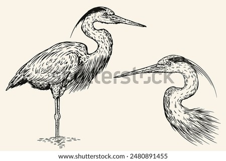 Similar – Image, Stock Photo Stork and gray heron looking for food on a mowed meadow