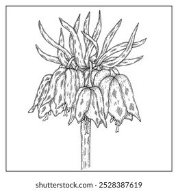 Flor de urogallo dibujada a mano. Ilustración botánica de tinta para colorear página, impresión, decoración, diseño. Flor de jardín perfilada.