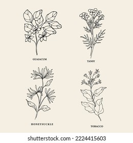 Hand drawn guaiacum, tansy, honeysuckle, tobacco plants