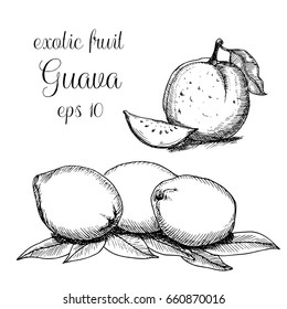 Hand drawn guava