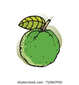 hand drawn guava fruit in color