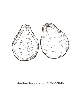 Hand drawn guava isolated on white background. Tropical fruit sketch vector illustration.