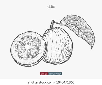 Hand drawn guava isolated. Template for your design works. Engraved style vector illustration.