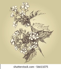 hand drawn guelder rose
