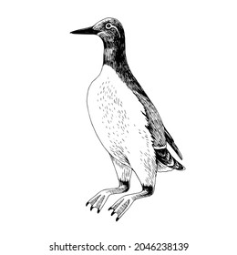 Hand drawn Guillemot Arctic Bird.