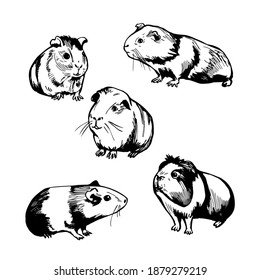 Hand drawn guinea pigs. Vector sketch  illustration.