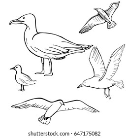 Hand drawn gulls.  Vector illustration.