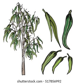 Hand drawn gumtree and leaves Vector Illustration