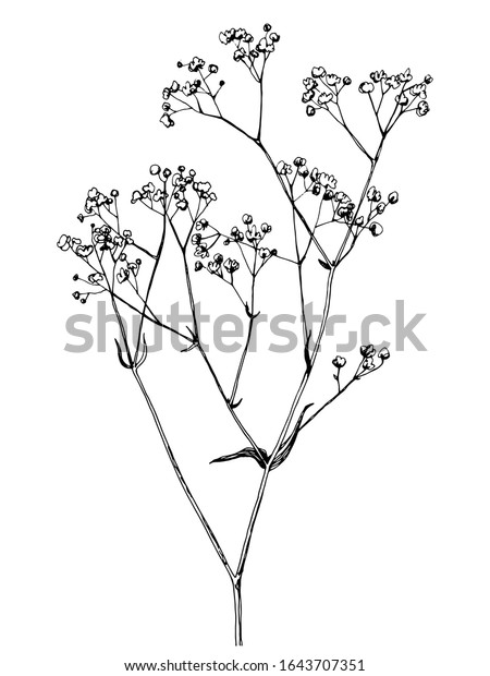 Hand Drawn Gypsophila Branch Floral Vector Stock Vector (royalty Free 