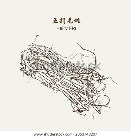 Hand drawn Hairy Fig 五指毛桃(ficus hirta, hairy mountain fig). Medicinal herbs plant. Hand drawn vector illustration in sketch style. EPS 10 商業照片 © 