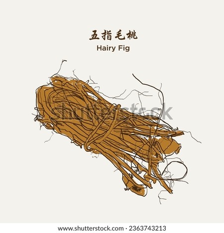 Hand drawn Hairy Fig 五指毛桃(ficus hirta, hairy mountain fig). Medicinal herbs plant. Hand drawn vector illustration in sketch style. EPS 10 商業照片 © 