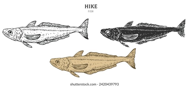 Hand drawn hake fish isolated on white background. Set cartoon element in outline, monochrome and color version. Vector illustration in retro vintage engraving style.