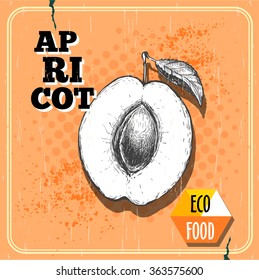 Hand drawn half of apricot fruit retro poster. Sketch style organic apricot fruit illustration on vintage half tone background. Eco food vector.