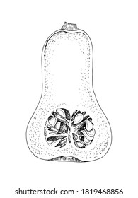 La mitad de la calabaza de mantequilla dibujada a mano. Verduras frescas. Ilustración vectorial esbozada