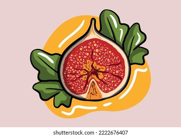Hand drawn half cut figs vector. Vector illustration of fresh slice figs isolated on background.