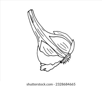 La mano dibujó media cabeza de ajo. Ilustración vectorial aislada sobre fondo blanco.