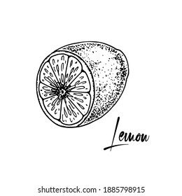 La mano dibujó medio limón aislado sobre fondo blanco. Ilustración vectorial en estilo de esbozo. Planta de refuerzo de la inmunidad