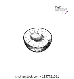 Hand drawn half plum. Vector engraved illustration. Juicy natural fruit. Food healthy ingredient. For cooking, cosmetic package design, medicinal herb, treating, healt care.