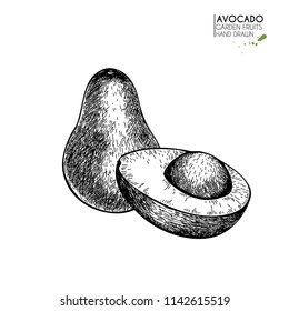 Hand drawn half and sliced avocado. Vector engraved illustration. Natural orgainc vegetable. Food healthy ingredient. For cooking, cosmetic package design, medicinal herb, treating, healt care.