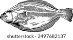 Hand drawn Halibut Fish Seafood Sketch Illustration