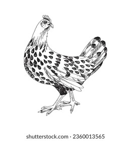 Hand drawn hamburg chicken illustration