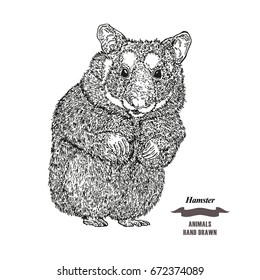 Hand drawn hamster. Black ink sketch animal on white background. Vector illustration engraving style.