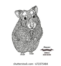 Hand drawn hamster. Black ink sketch animal on white background. Vector illustration engraving style.