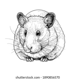 Hand drawn hamster.  Black and white drawing rodent. Vector sketch. Domestic animal.