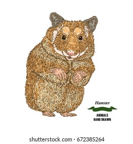Hand drawn hamster. Colored sketch animal on white background. Vector illustration vintage