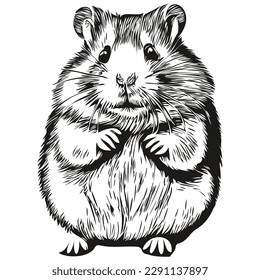 Hand drawn hamster on a white background, hamsters
